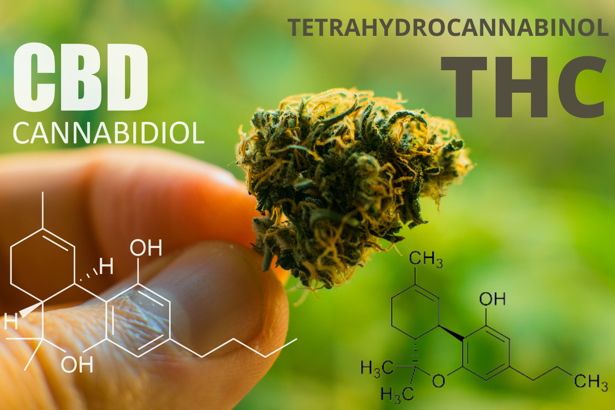 CBD vs THC