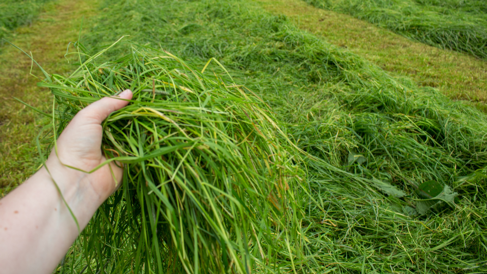 Producing Hay And Silage