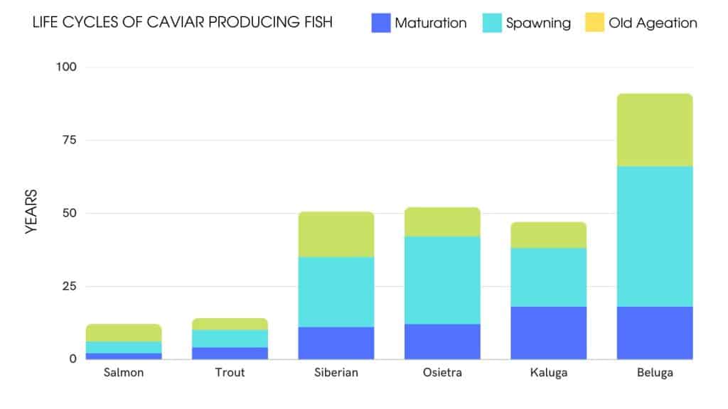 LIFE-cycles-of-caviar-producing-fish