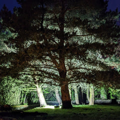 Heligan Night Garden