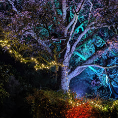 Heligan Night Garden