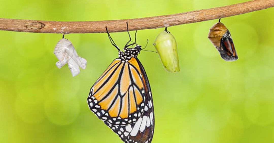 When butterflies hatch is explained first through the stages of metamorphosis