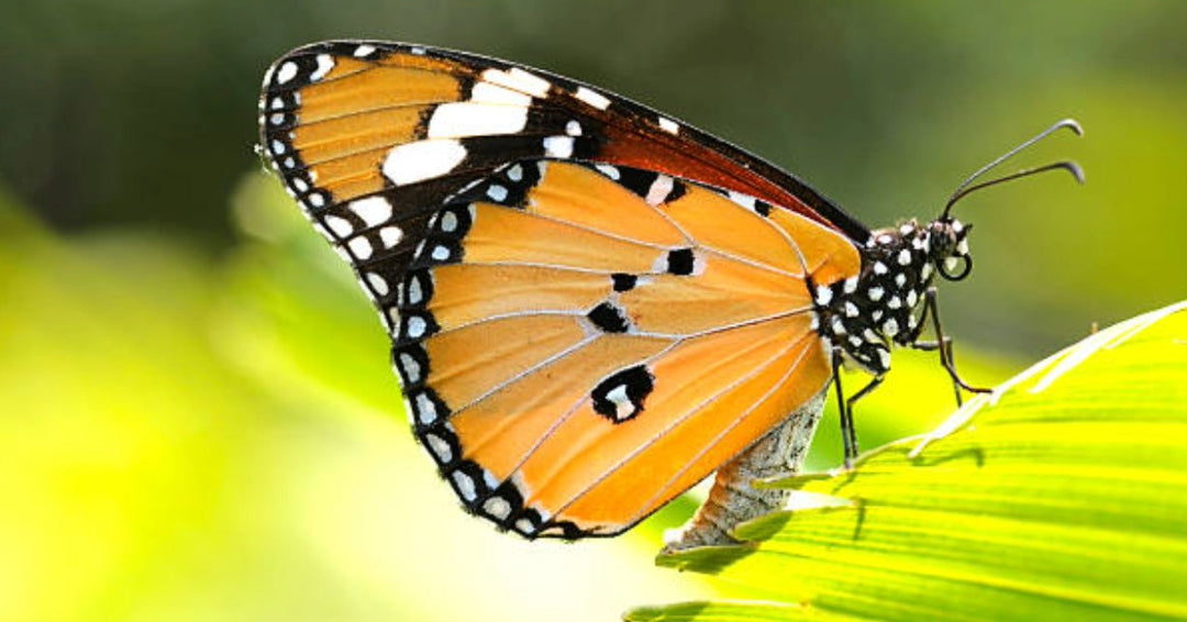 When do butterflies hatch is influenced by many factors