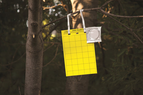Yellow Card Trap hanging in a tree