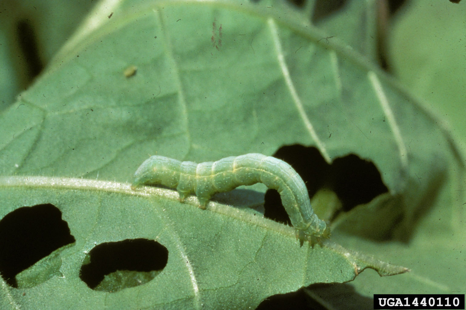 https://cdn.shopify.com/s/files/1/0687/0279/8115/files/PWK130loopercaterpillar.jpg?v=1689187586