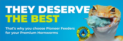 the best hornworms come from pioneer feeders