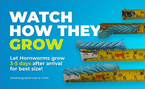 how fast do hornworms grow?