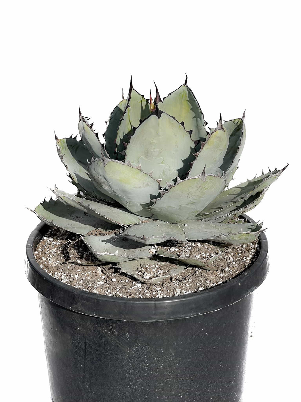 Agave and Hechtia: Agave titanota