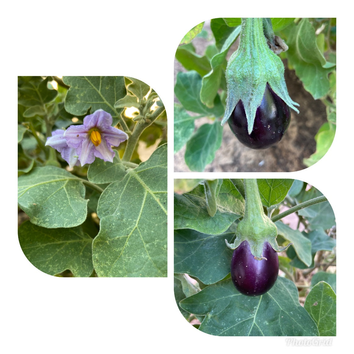 eggplant uae
