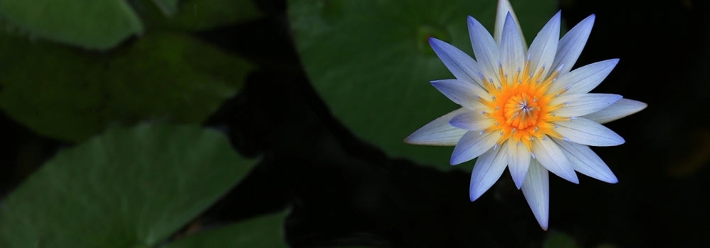 Small blue lotus flower