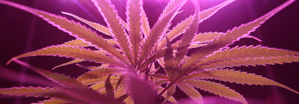 Delta-8 Cannabis Flower