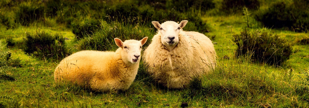 2 Sheep