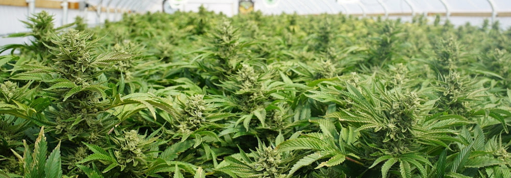 Cannabis Energy Plants