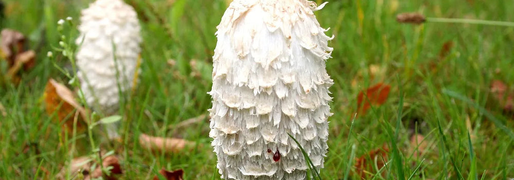 Shaggy Mane (Coprinus comatus)