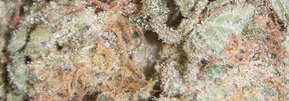 Trainwreck Bud