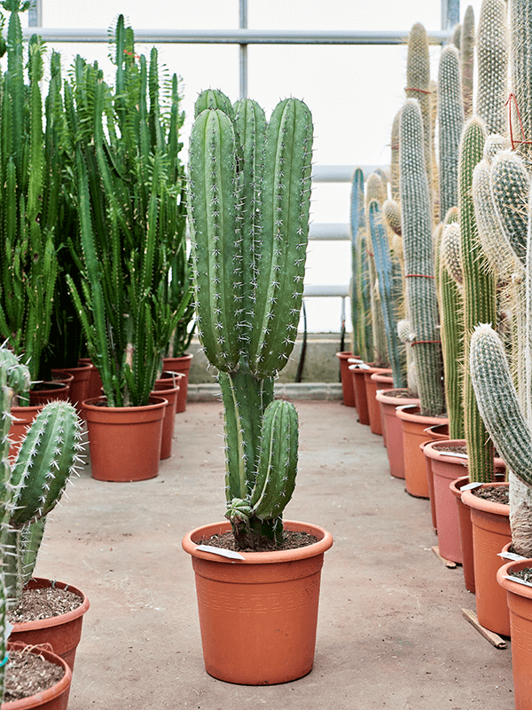 Plateau de succulentes mixtes — Cactus en Ligne