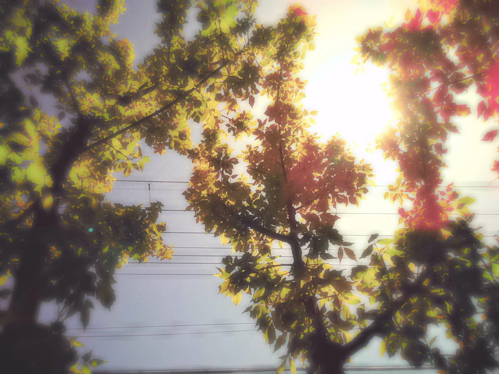 太陽と木の写真