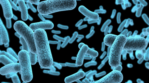 Bacteria strains in the microbiome