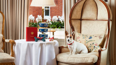 Best Dog-Friendly Hotels in the World: The Egerton House Hotel, London, England