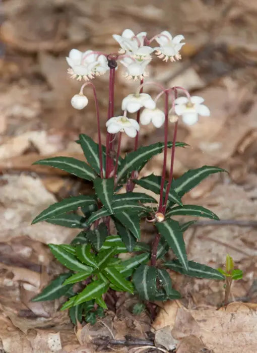 The spotted wintergreen has ovate leaves, long stems, and tiny, down-turned flowers
