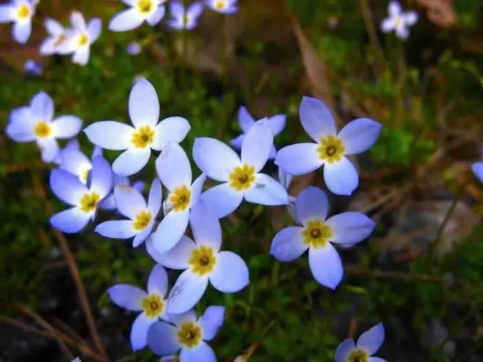 The bluet is a dainty flower that resembles a star with four points