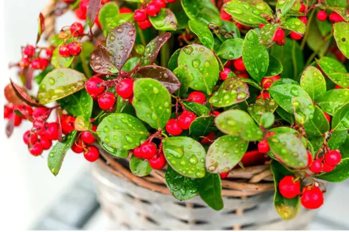 On a table, there is a basket full of wintergreen berries and leaves