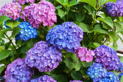 Hydrangeas