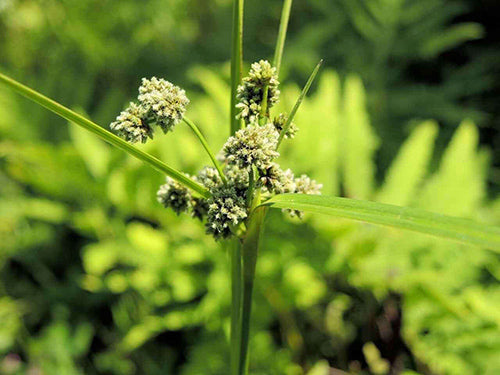 Green Bullrush