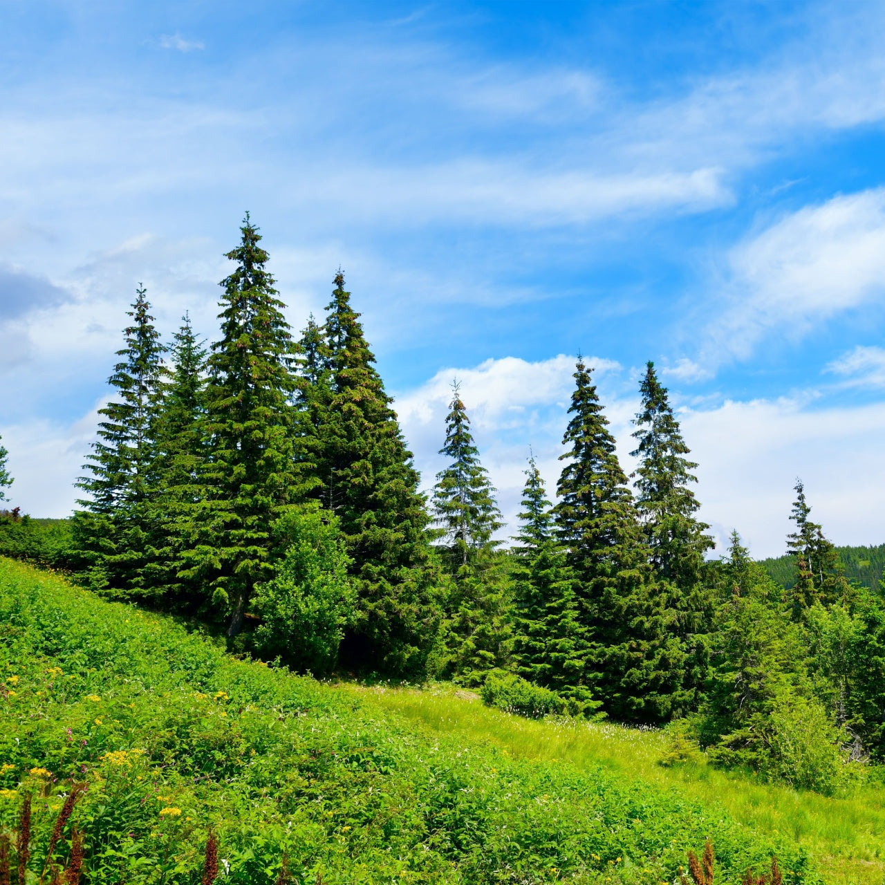 Pine Trees