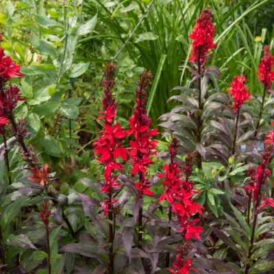 Cardingal Flower Plant