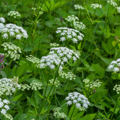 BISHOPS WEED GROUND ELDER plant