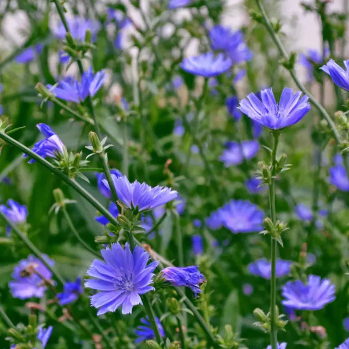 Chicory has small, round flowers with many petals