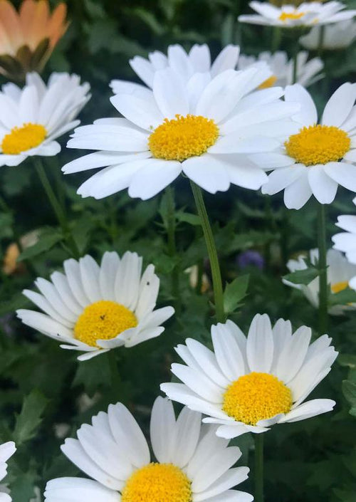 Fleabane Daisy Flower Seeds Aspen Daisy, Dainty Daisy, Showy Daisy,  Perennial, Heirloom, Cut Flowers, Pollinator Garden, Cottage Garden -   Denmark