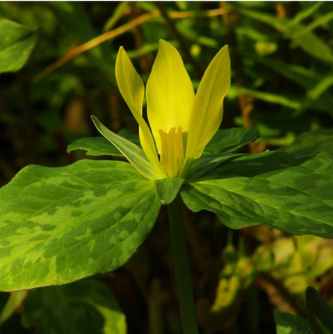 Yellow Trillium plant