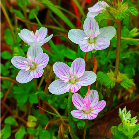 Virginia Spring Beauty plant