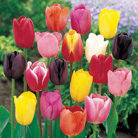 Tulip plants
