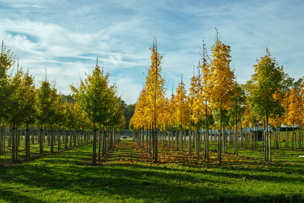 10 Fastest Growing Trees – TN Nursery