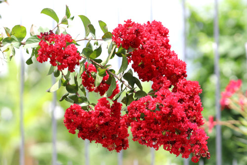 Red Crepe Myrtle from TN Nursery