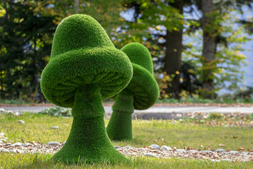 Topiary Moss Mushrooms