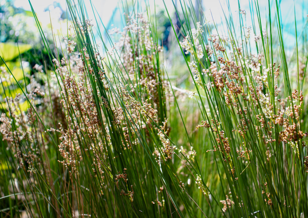 How To Grow And Care For Soft Rush Grass – TN Nursery
