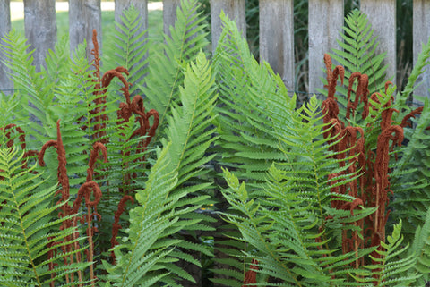 Cinnamon Ferns