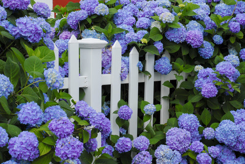 Blue hydrangeas from TN Nursery