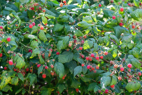 Berry vines