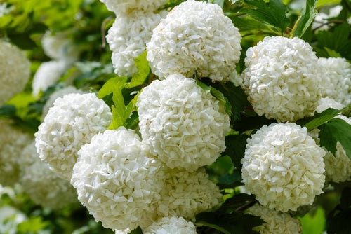 A Chinese snowball bush in full bloom.