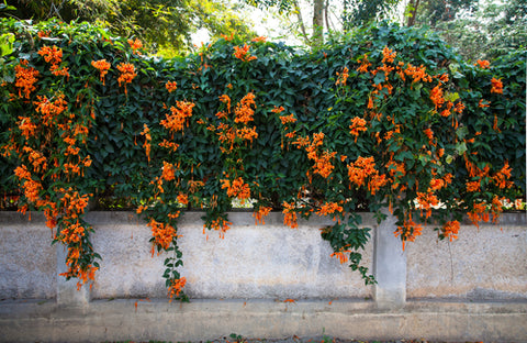 Vine Plants