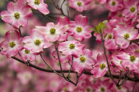 Pink Dogwood Tree