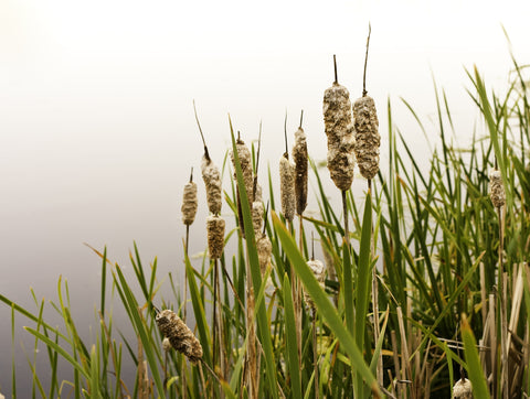 Wetland Plants