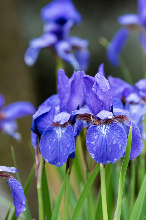 Blue Flag Iris For Sale  Buy 1, Get 1 Free – TN Nursery