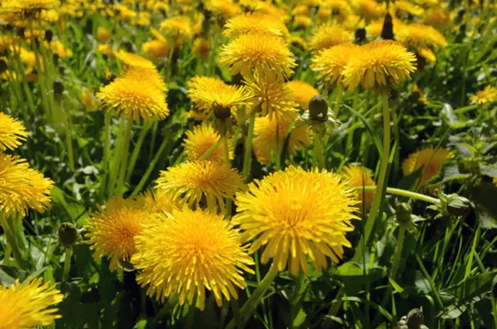 A field of dandelions covers the ground in yellow
