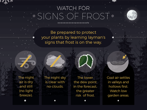 Signs of Frost